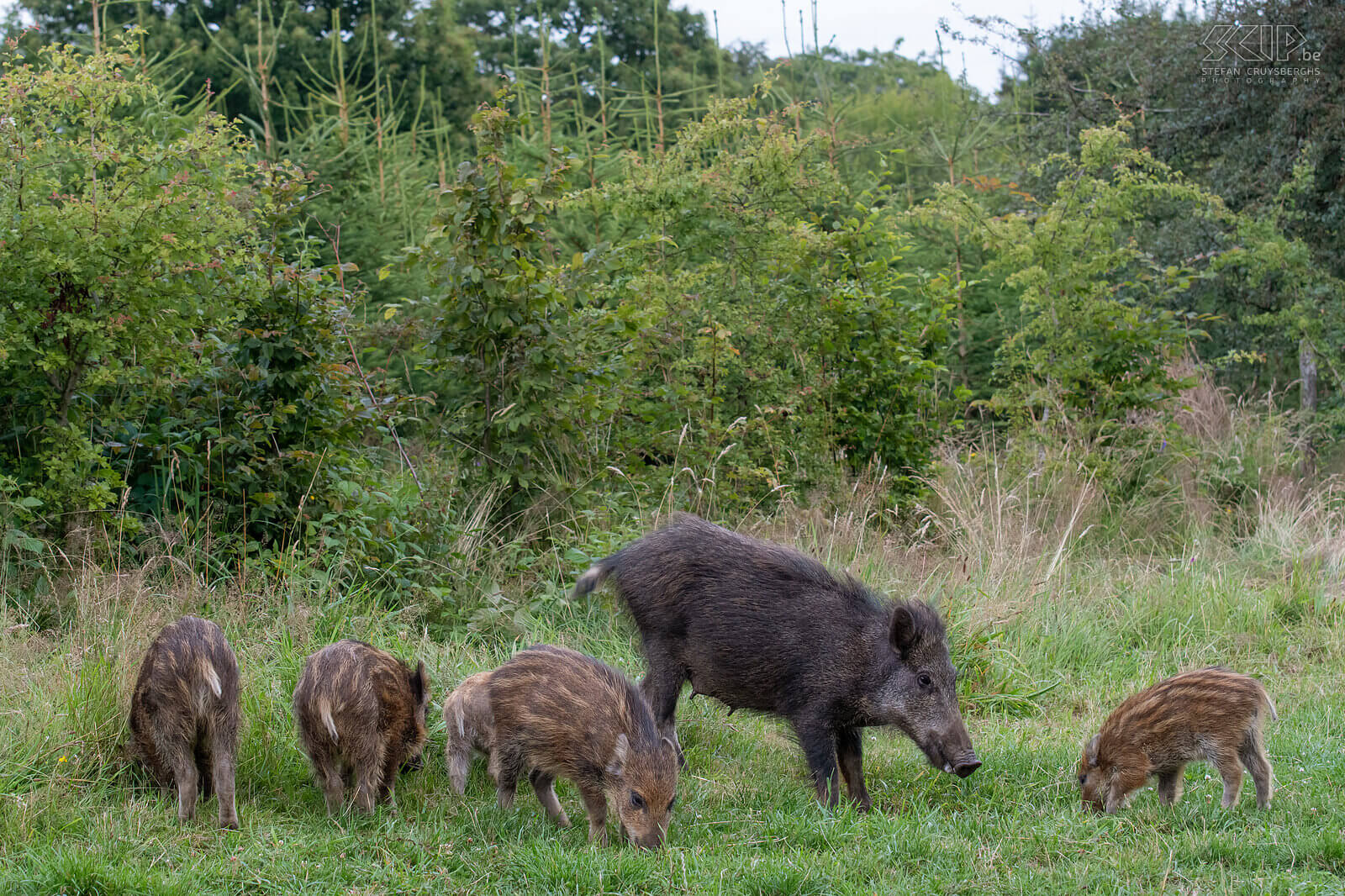 Wild boars Mother wild boar with squeakers, the youngest boars with their typical pajamas with lighter stripes. Stefan Cruysberghs